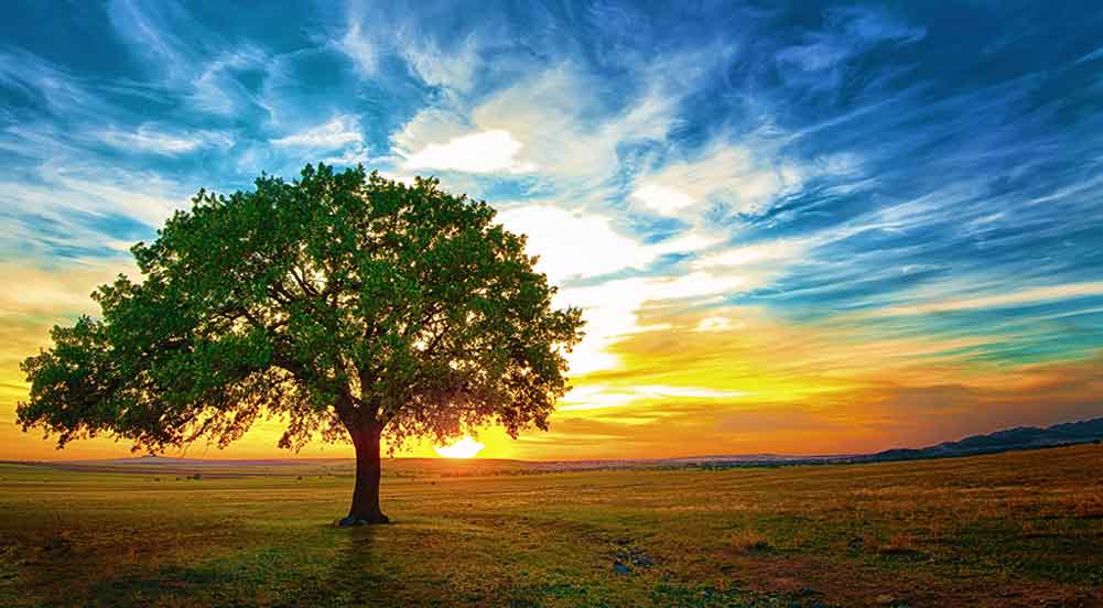 Beautiful Tree standing in the middle of a field with the sunset background. Quote from Joan Brooks about this tree. Working with me, you will pull out the diseased tree of internalized patriarchy by its roots, heal the wound of "not enough", and liberate the full, glorious you.
